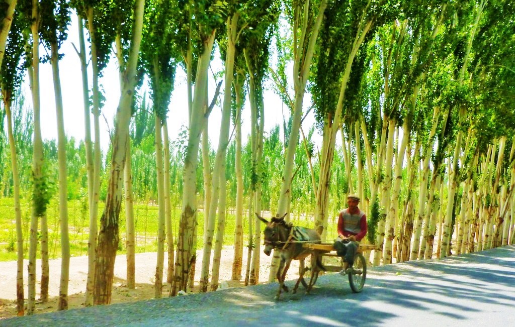 White Poplar photo 4