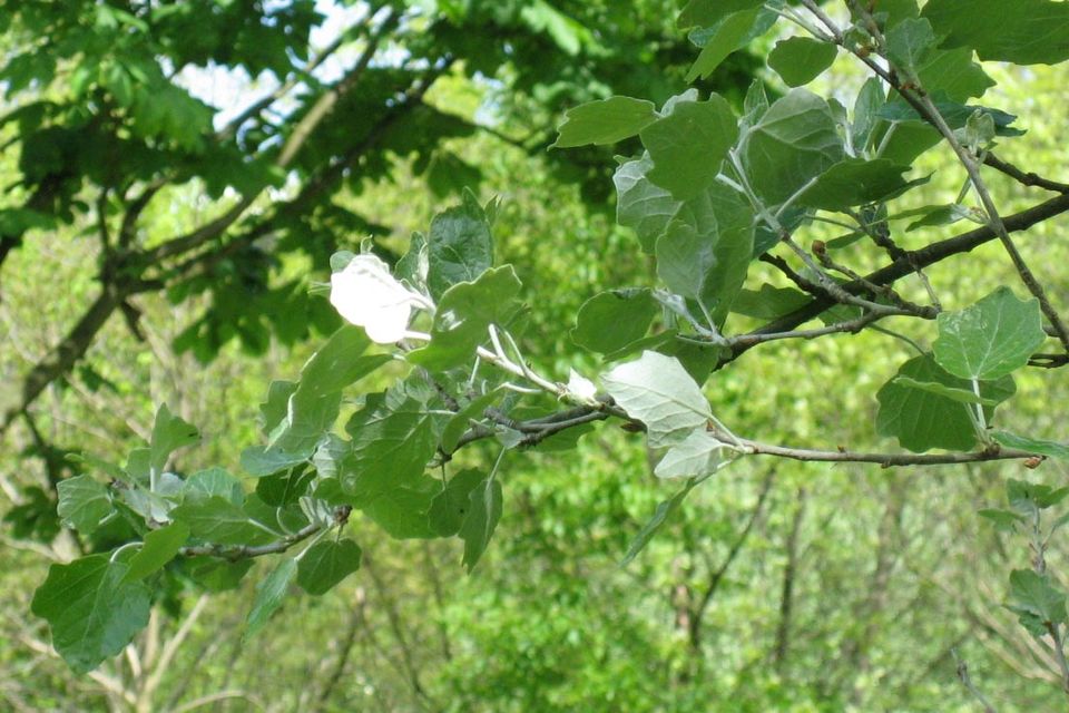 White Poplar photo 5