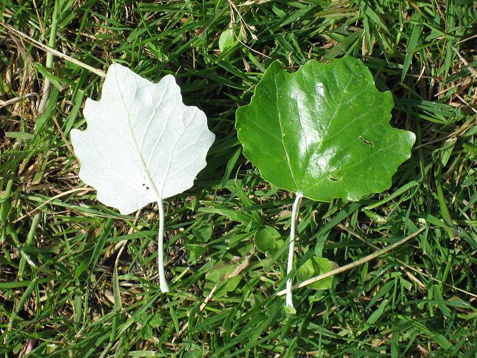 White Poplar photo 6