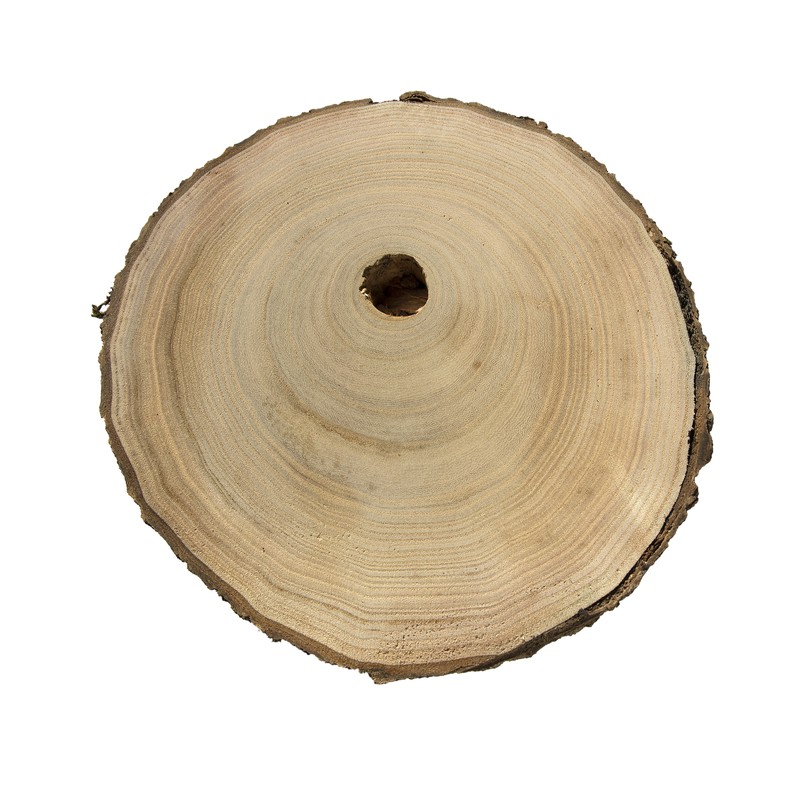 White Poplar photo 2