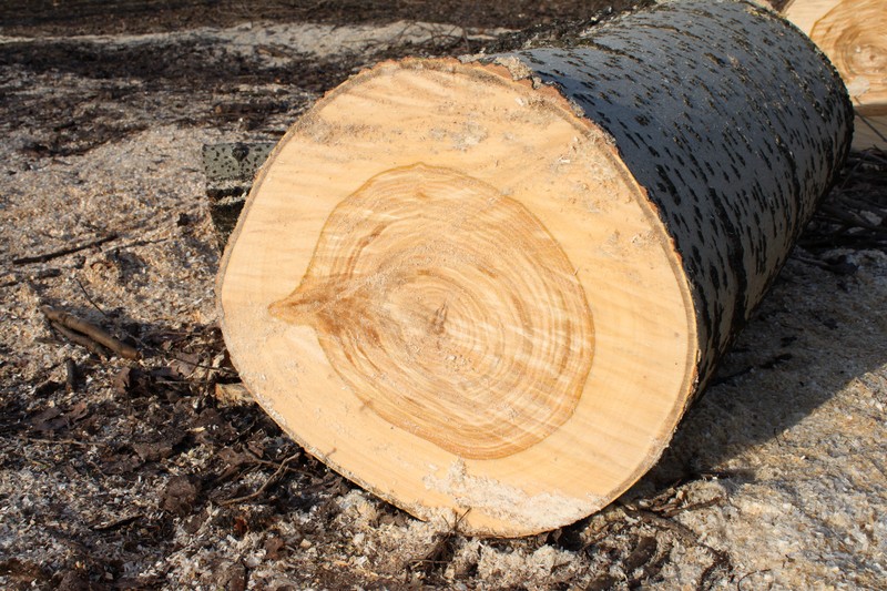 White Poplar photo 3