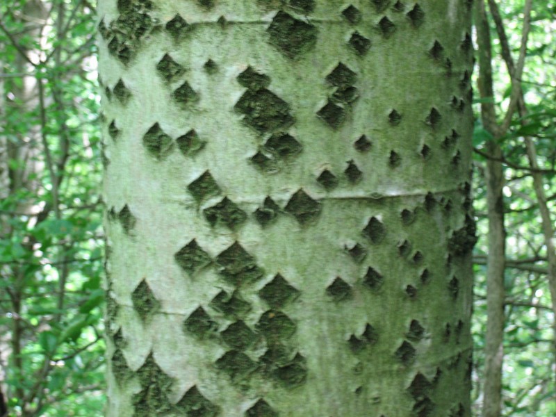 White Poplar photo 7