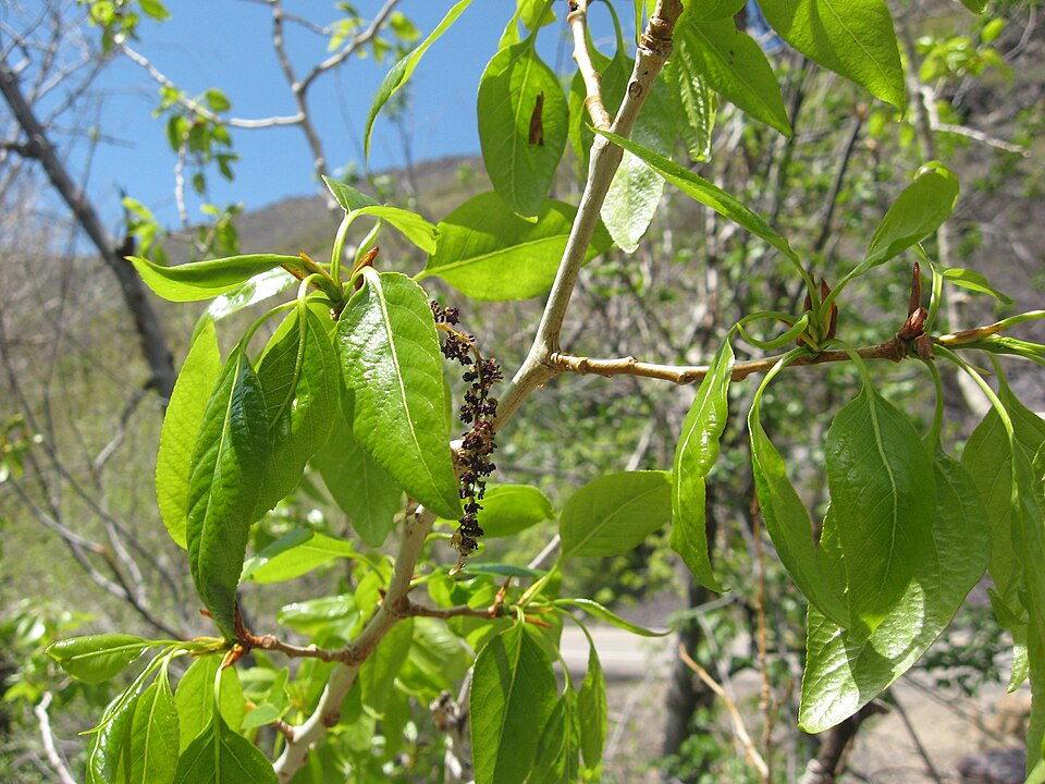Narrowleaf Cottonwood photo 4