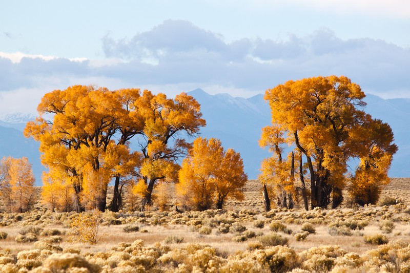 Narrowleaf Cottonwood photo 2