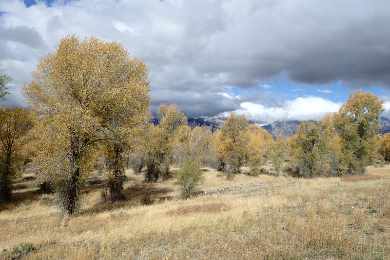 Narrowleaf Cottonwood photo 3