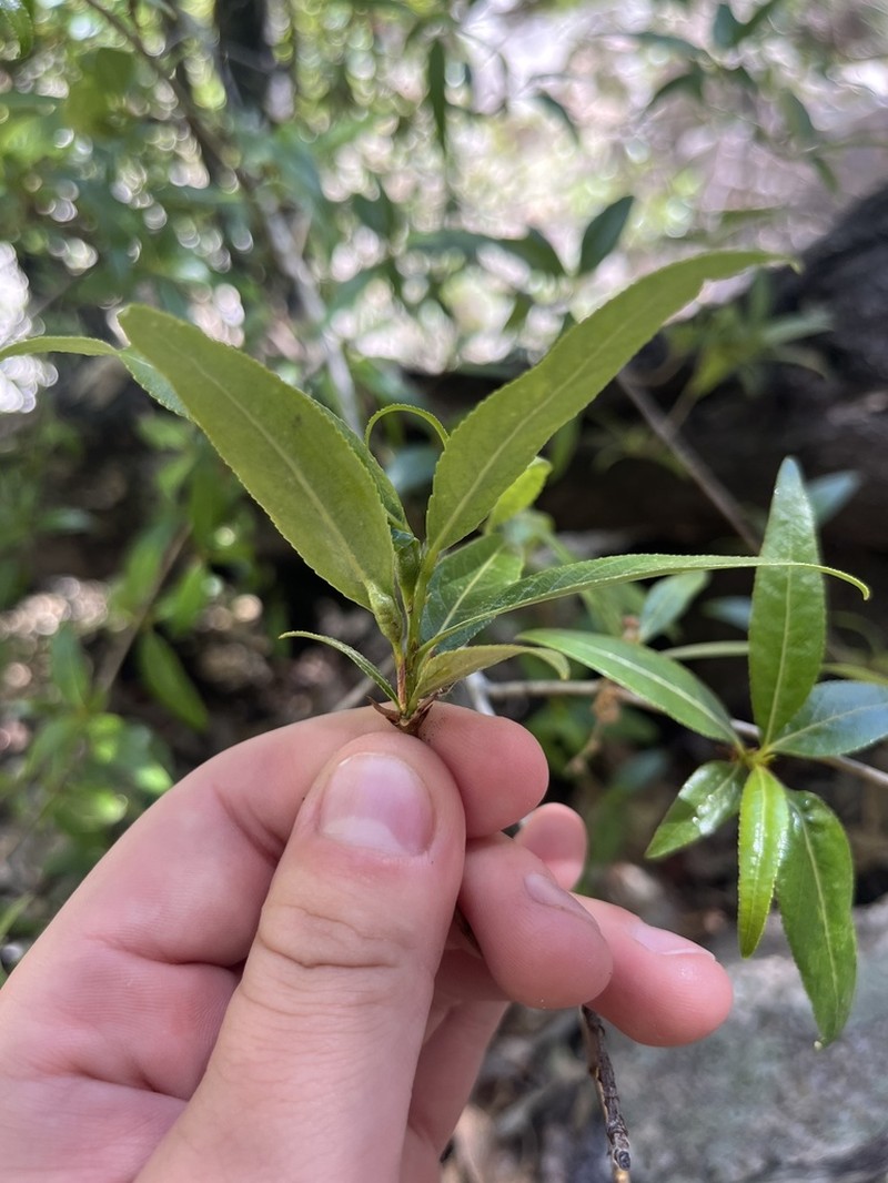 Narrowleaf Cottonwood photo 4