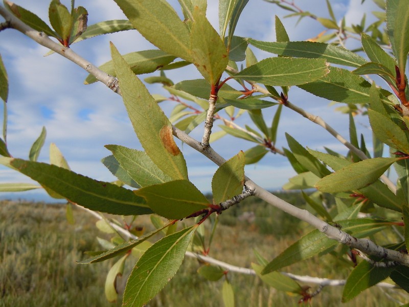 Narrowleaf Cottonwood photo 5