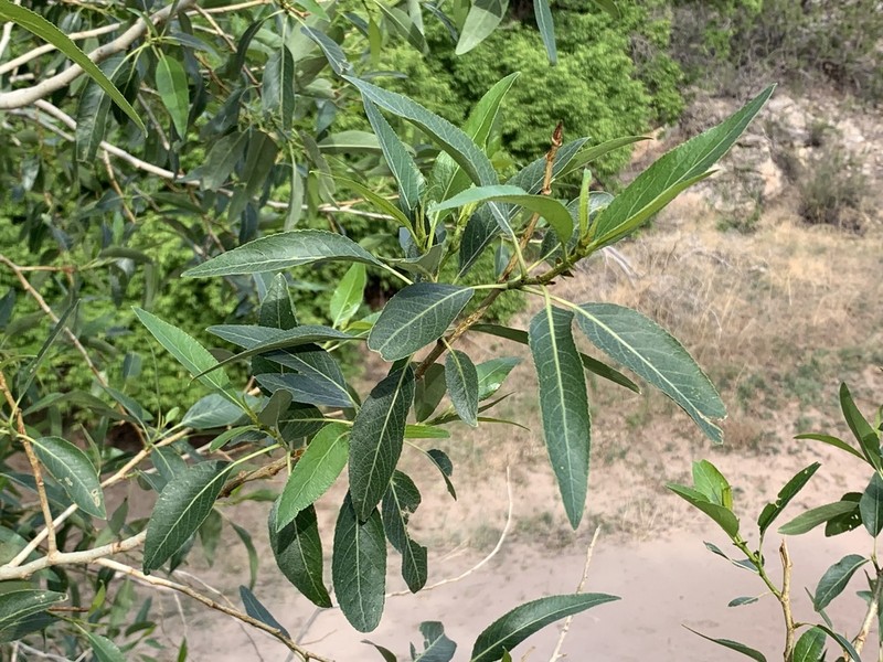 Narrowleaf Cottonwood photo 7