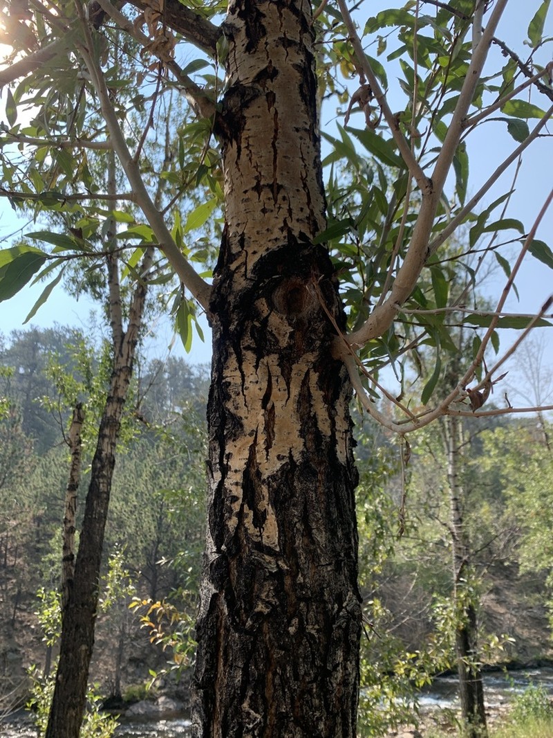Narrowleaf Cottonwood photo 8