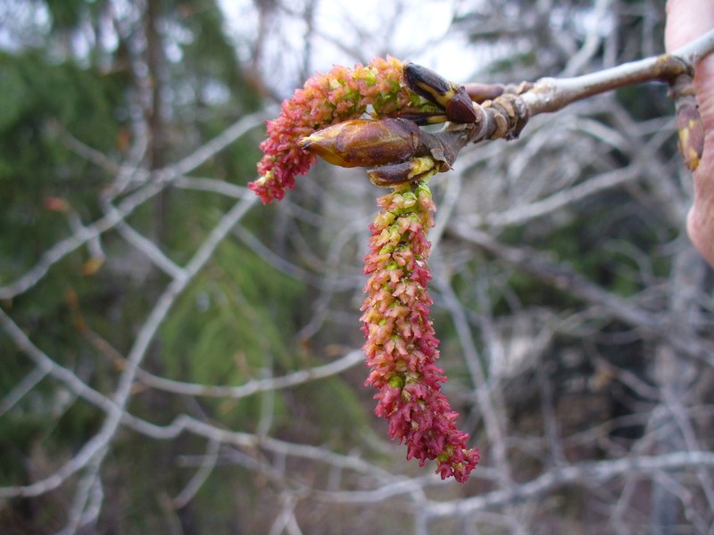 Balsam Poplar photo 2