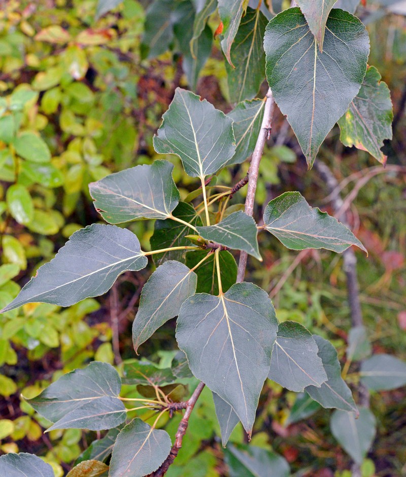 Balsam Poplar photo 4