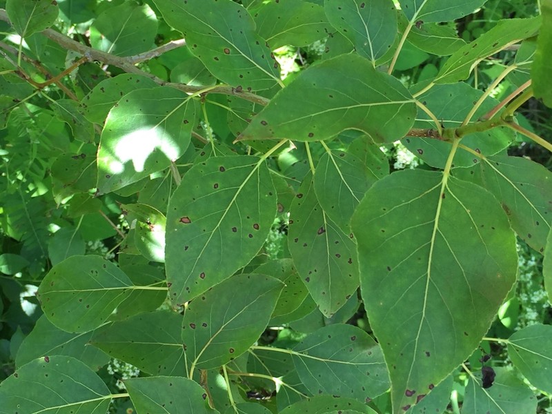 Balsam Poplar photo 6