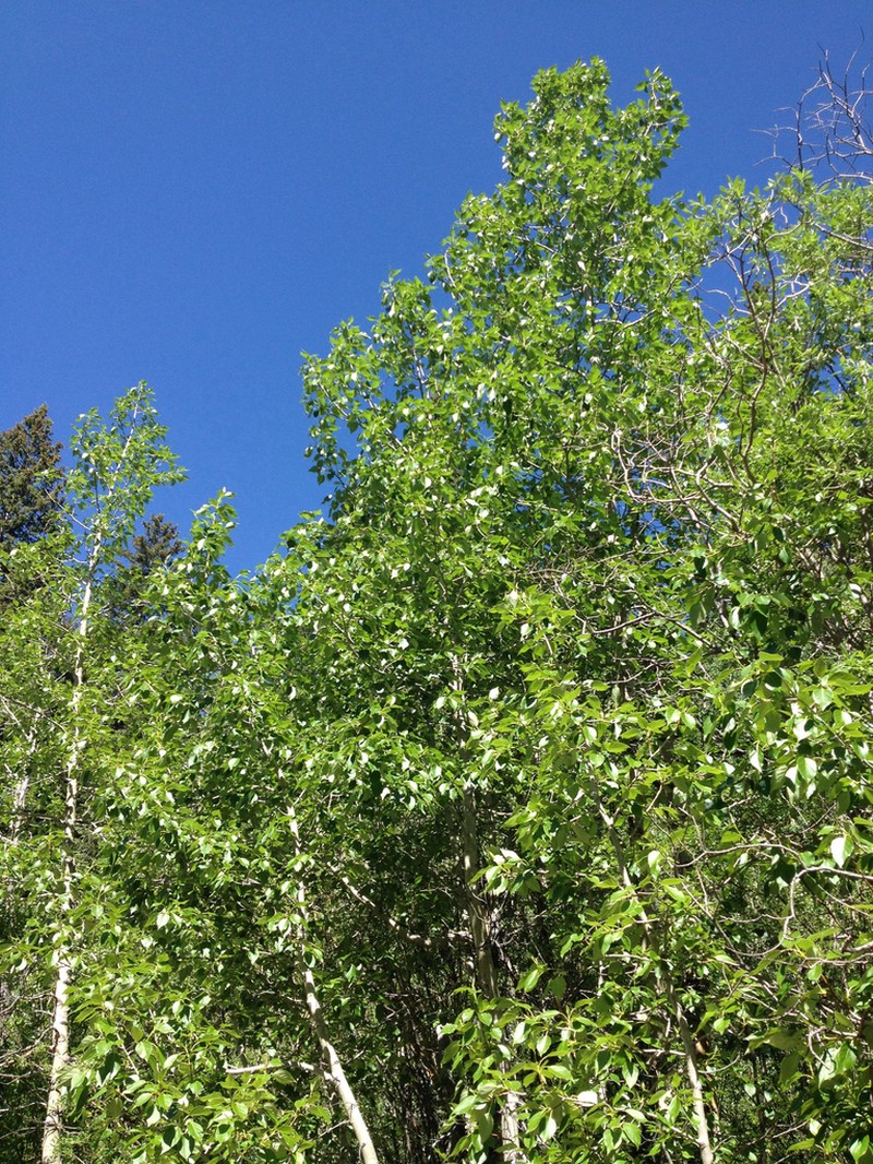 Balsam Poplar photo 7