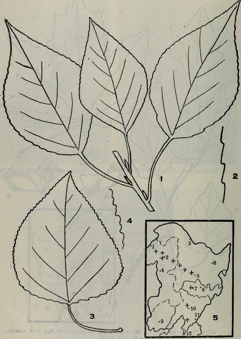 Cottonwood photo 2
