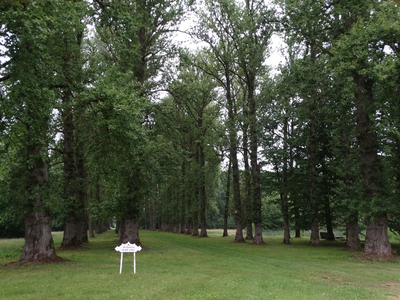 Cottonwood photo 5