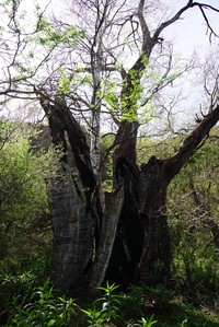 Populus brandegeei