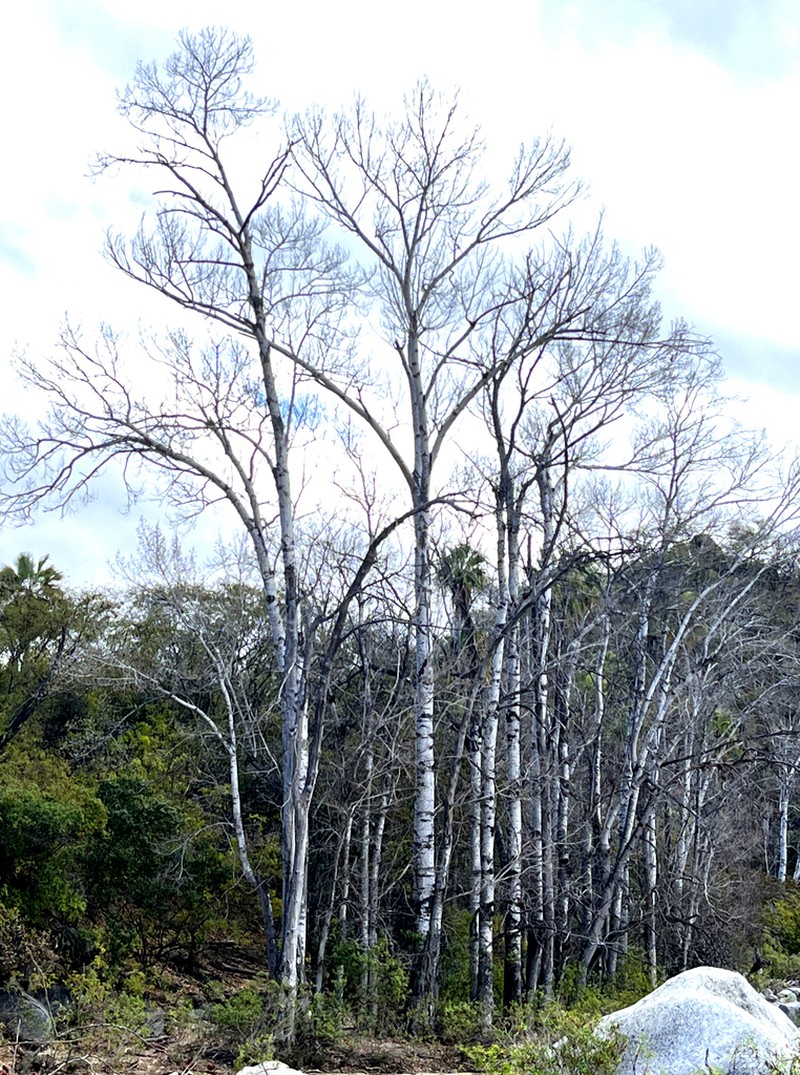 Populus brandegeei photo 2