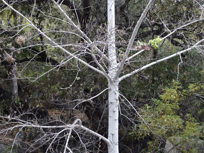 Populus brandegeei photo 3