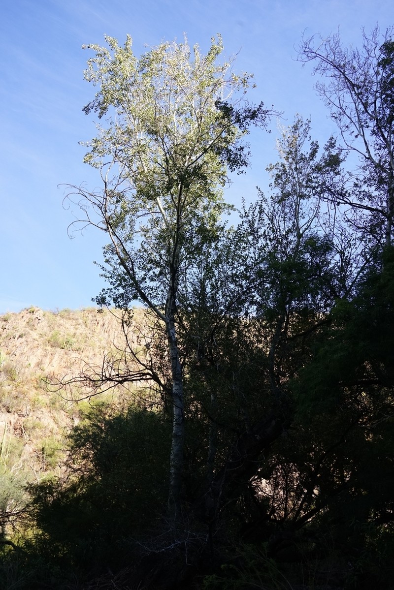 Populus brandegeei photo 4