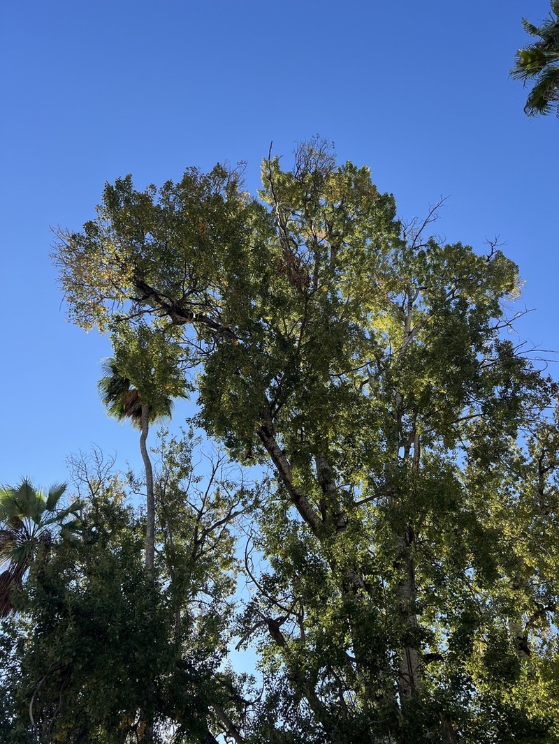 Populus brandegeei photo 5