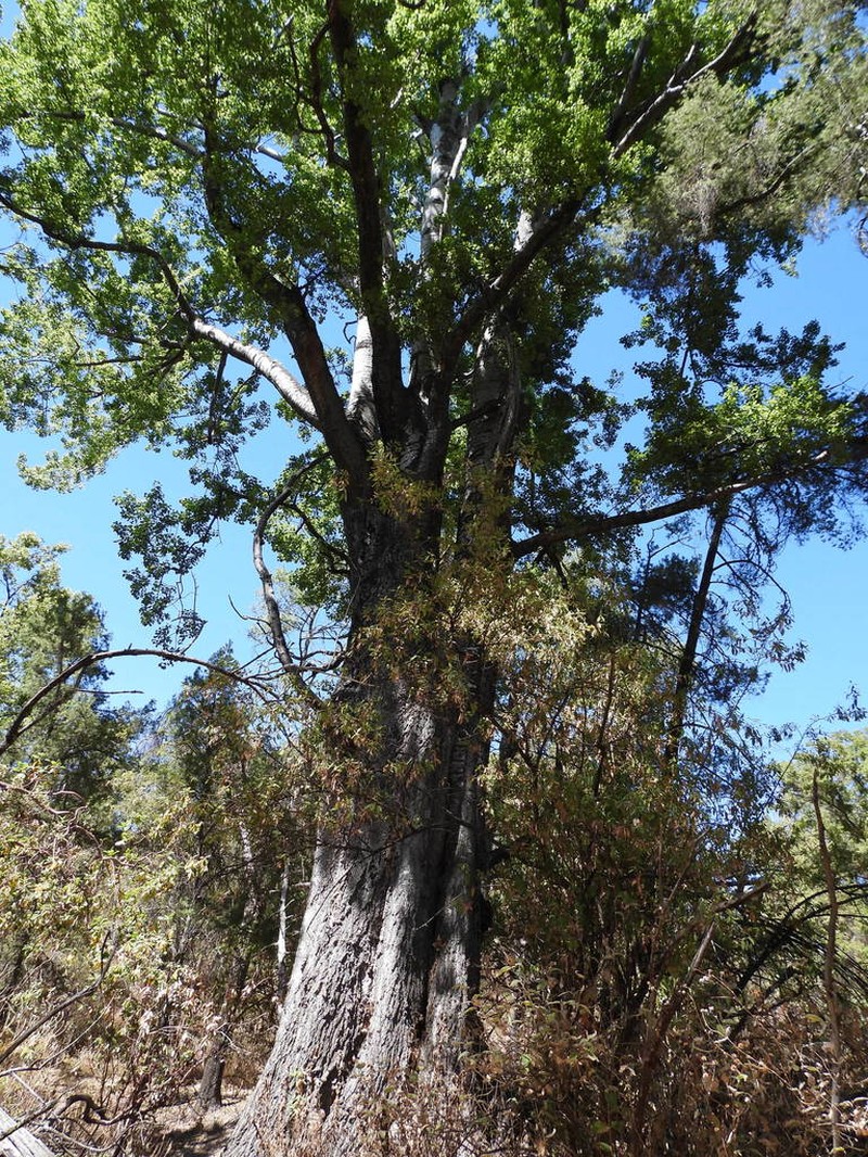 Populus brandegeei photo 8
