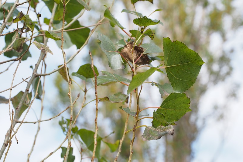 Carolina Poplar photo 2