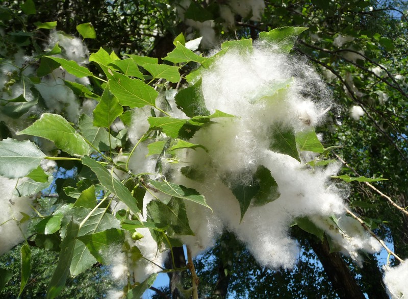 Carolina Poplar photo 3