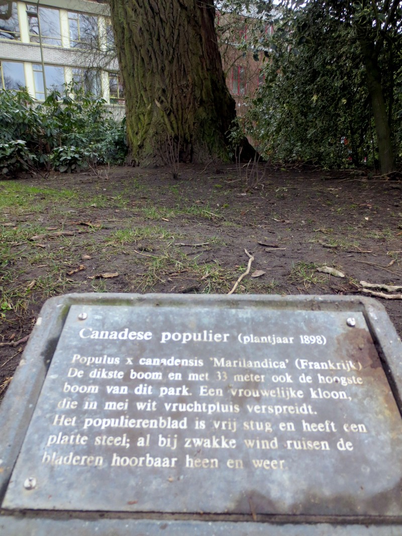 Carolina Poplar photo 4