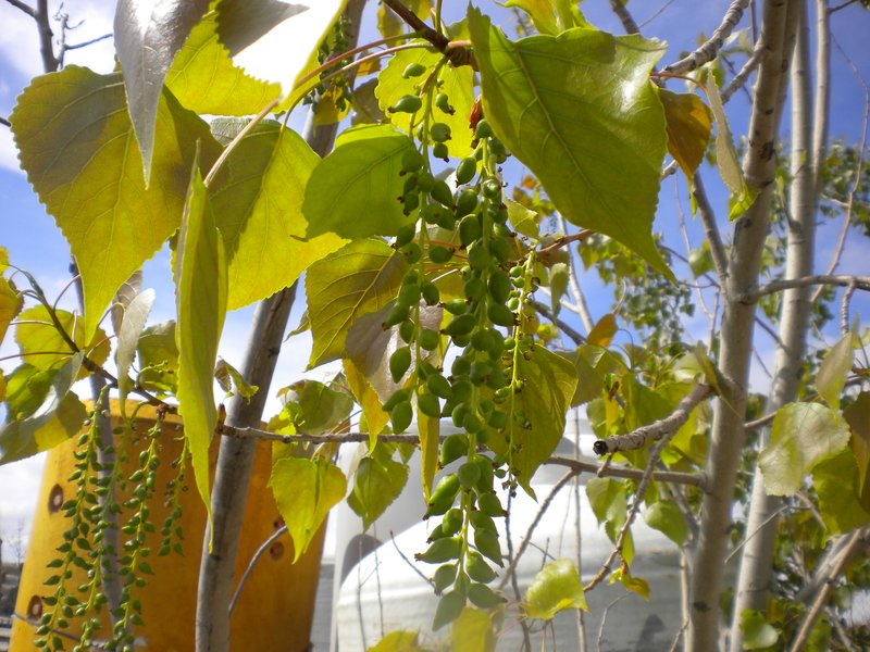 Carolina Poplar photo 5