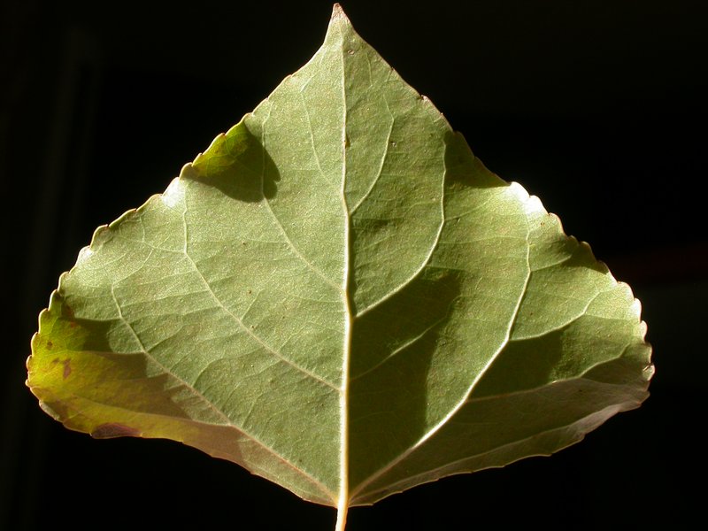 Carolina Poplar photo 6