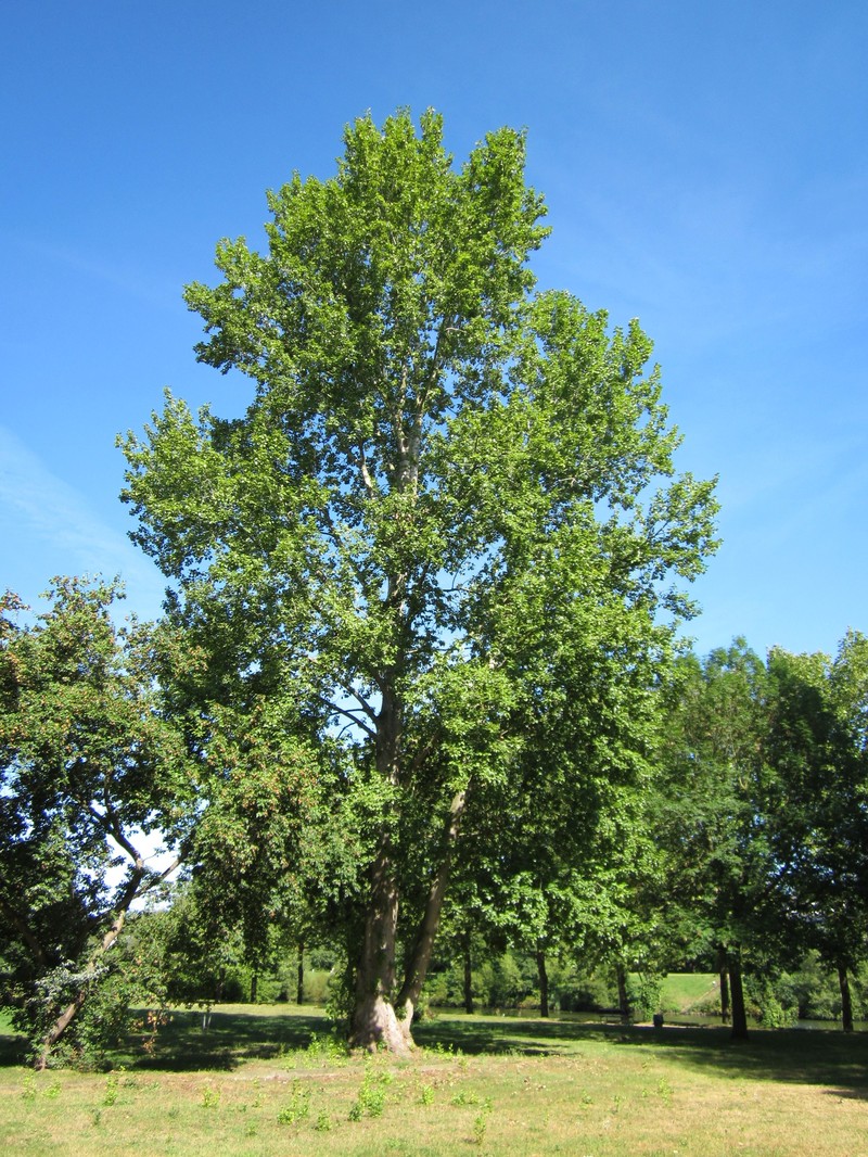 Gray Poplar