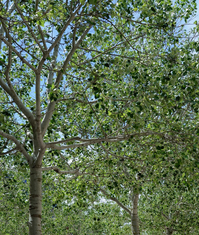 Gray Poplar photo 2