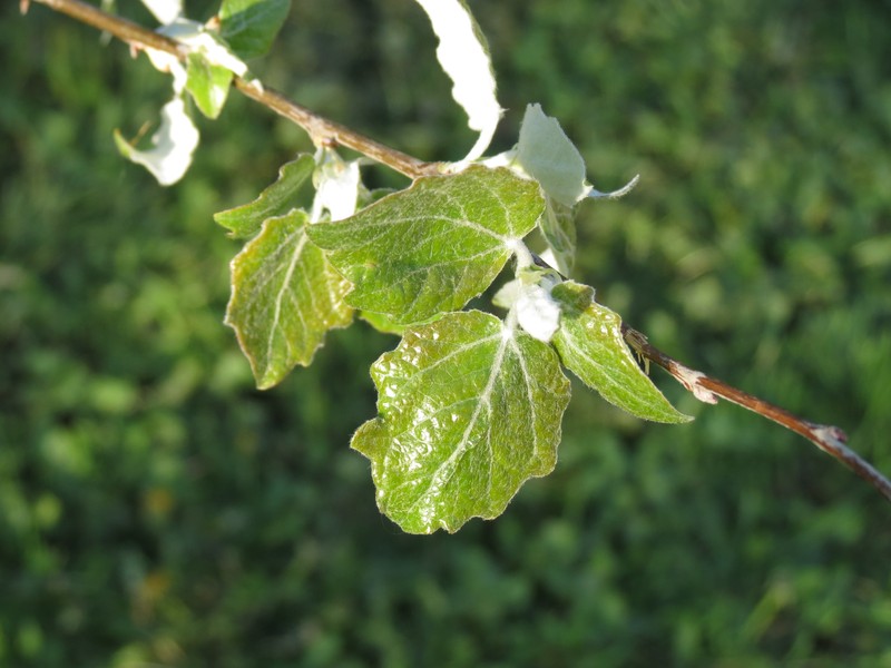 Gray Poplar photo 3