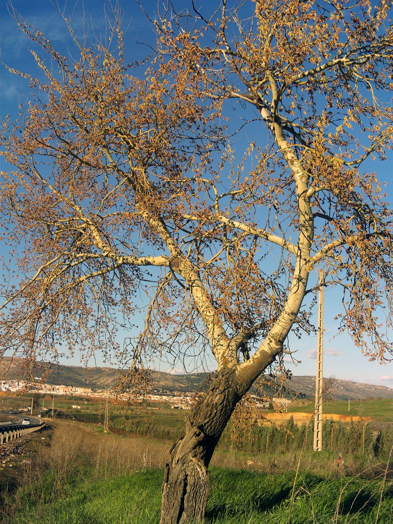 Gray Poplar photo 4