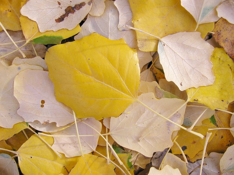 Gray Poplar photo 5