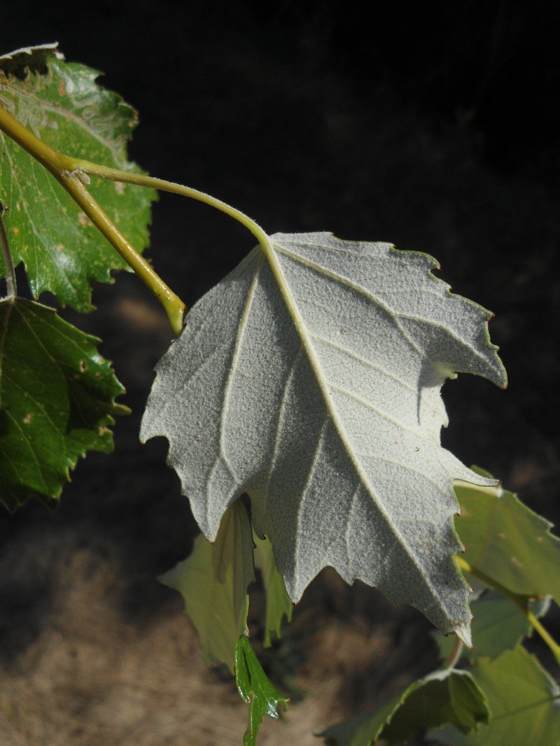 Gray Poplar photo 8