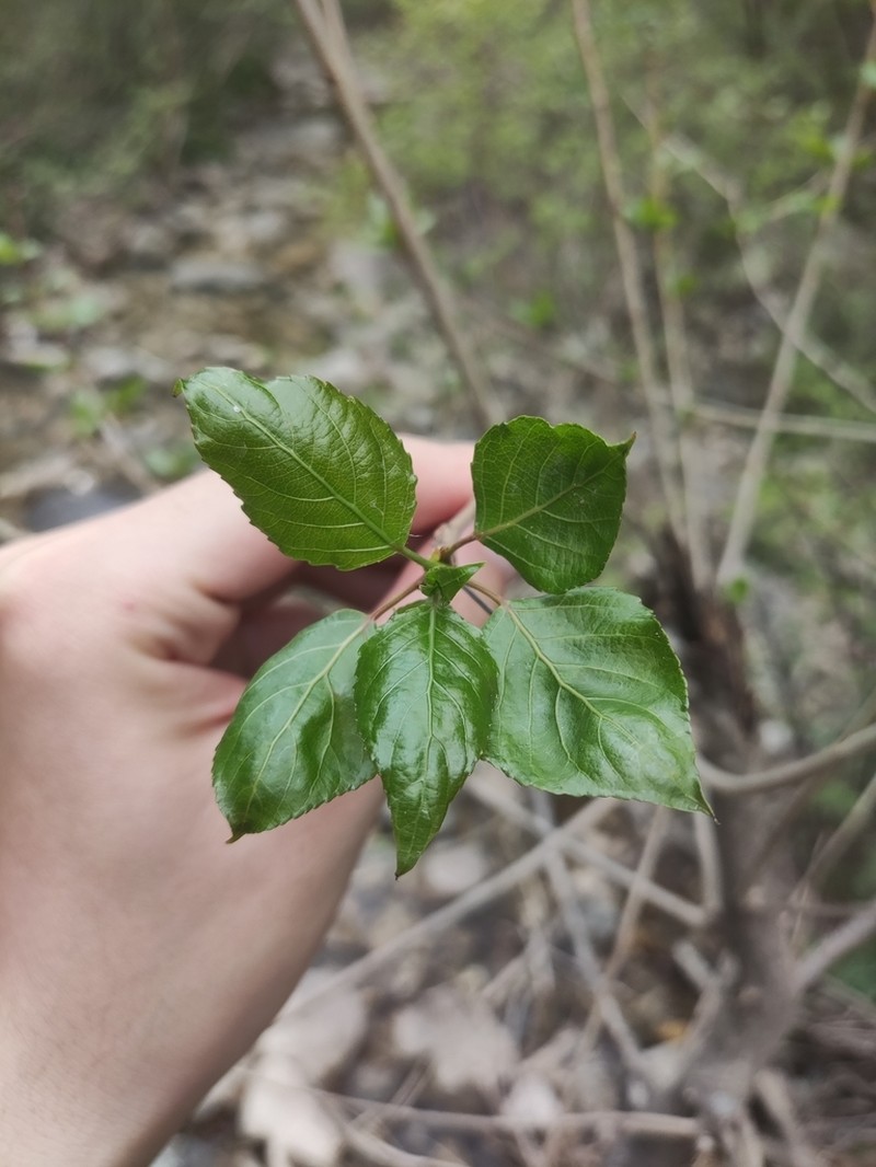 Populus cathayana