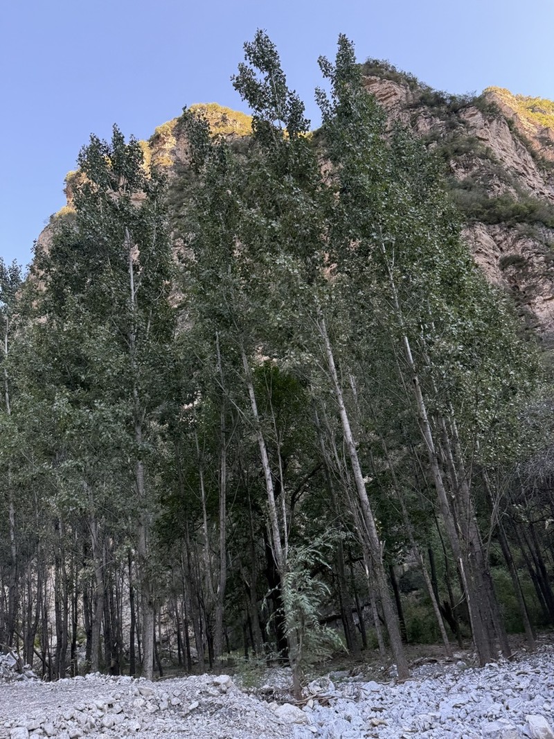 Populus cathayana photo 2