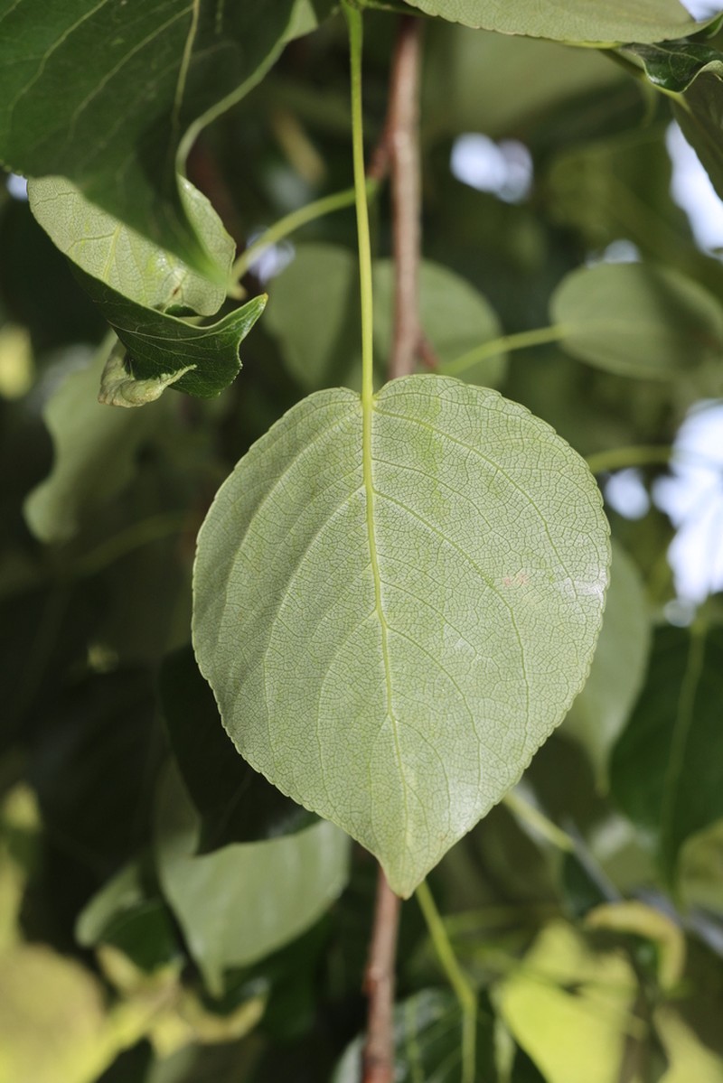 Populus cathayana photo 3