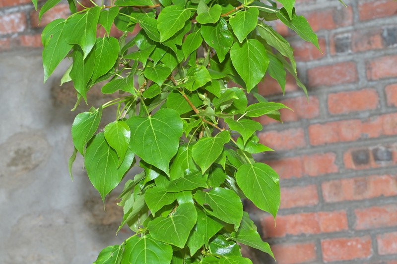 Populus cathayana photo 5