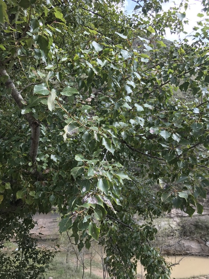 Populus cathayana photo 6