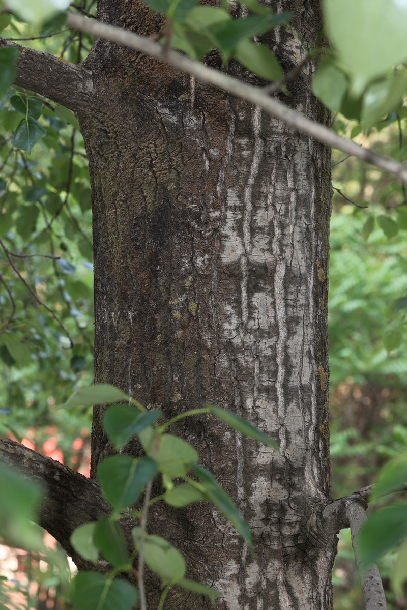 Populus cathayana photo 7