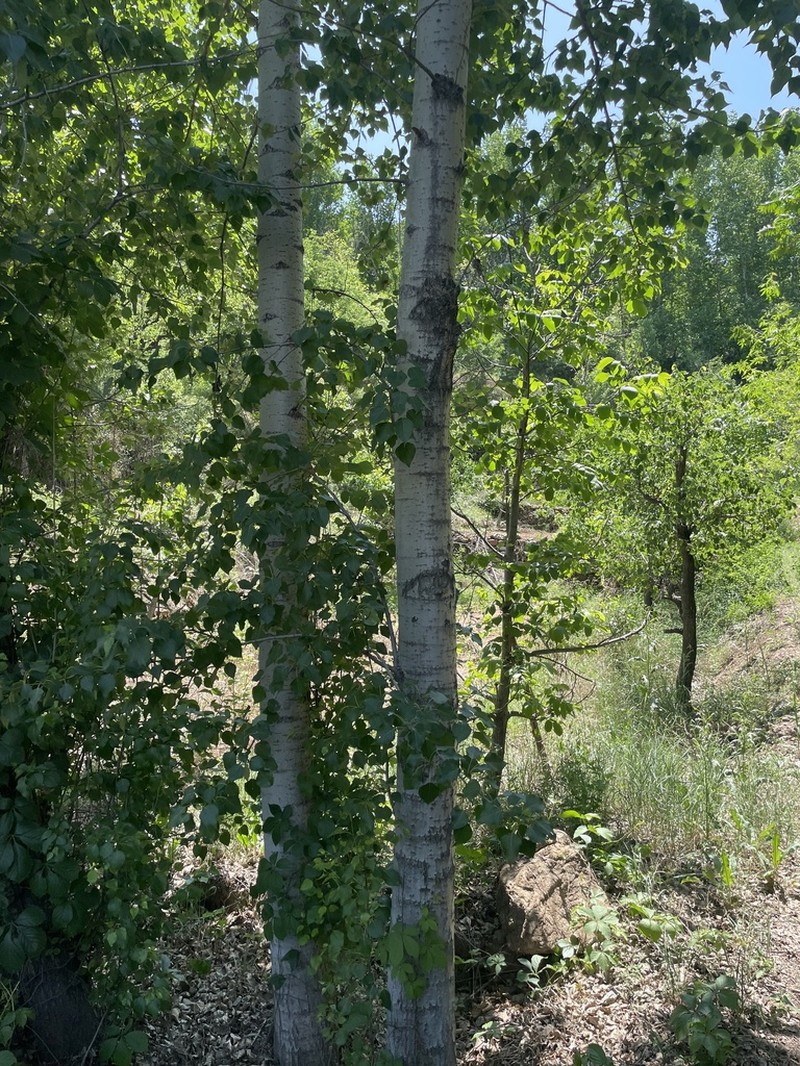 Populus cathayana photo 8