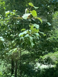 Populus ciliata