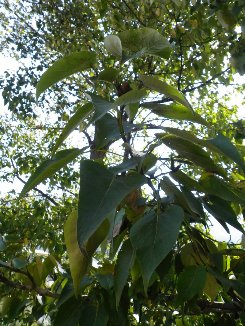 Populus ciliata photo 2