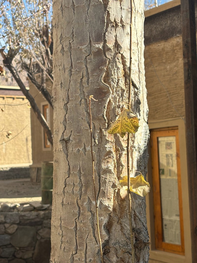 Populus ciliata photo 3