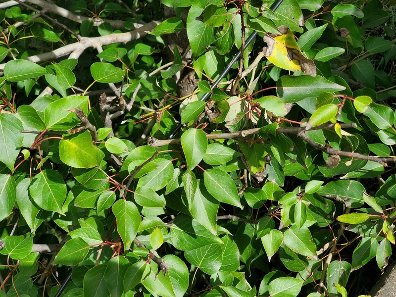 Populus ciliata photo 4