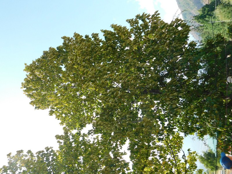 Populus ciliata photo 6