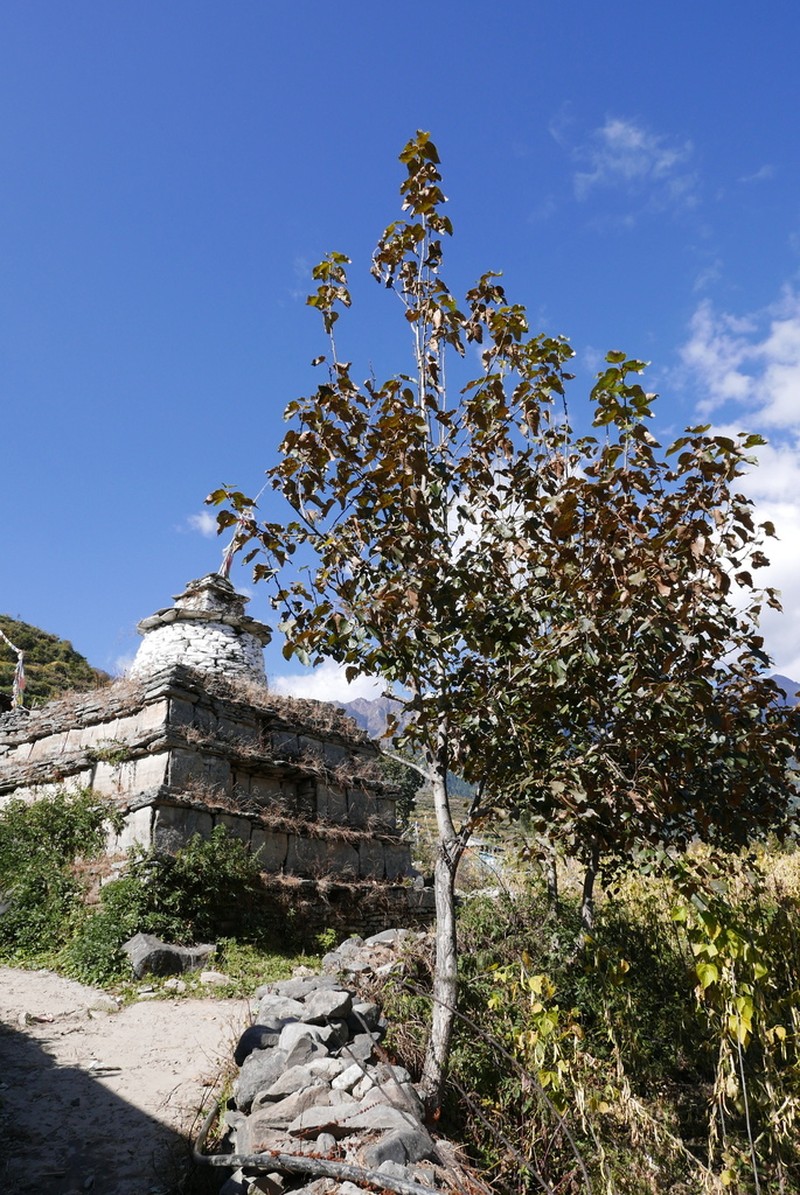 Populus ciliata photo 7