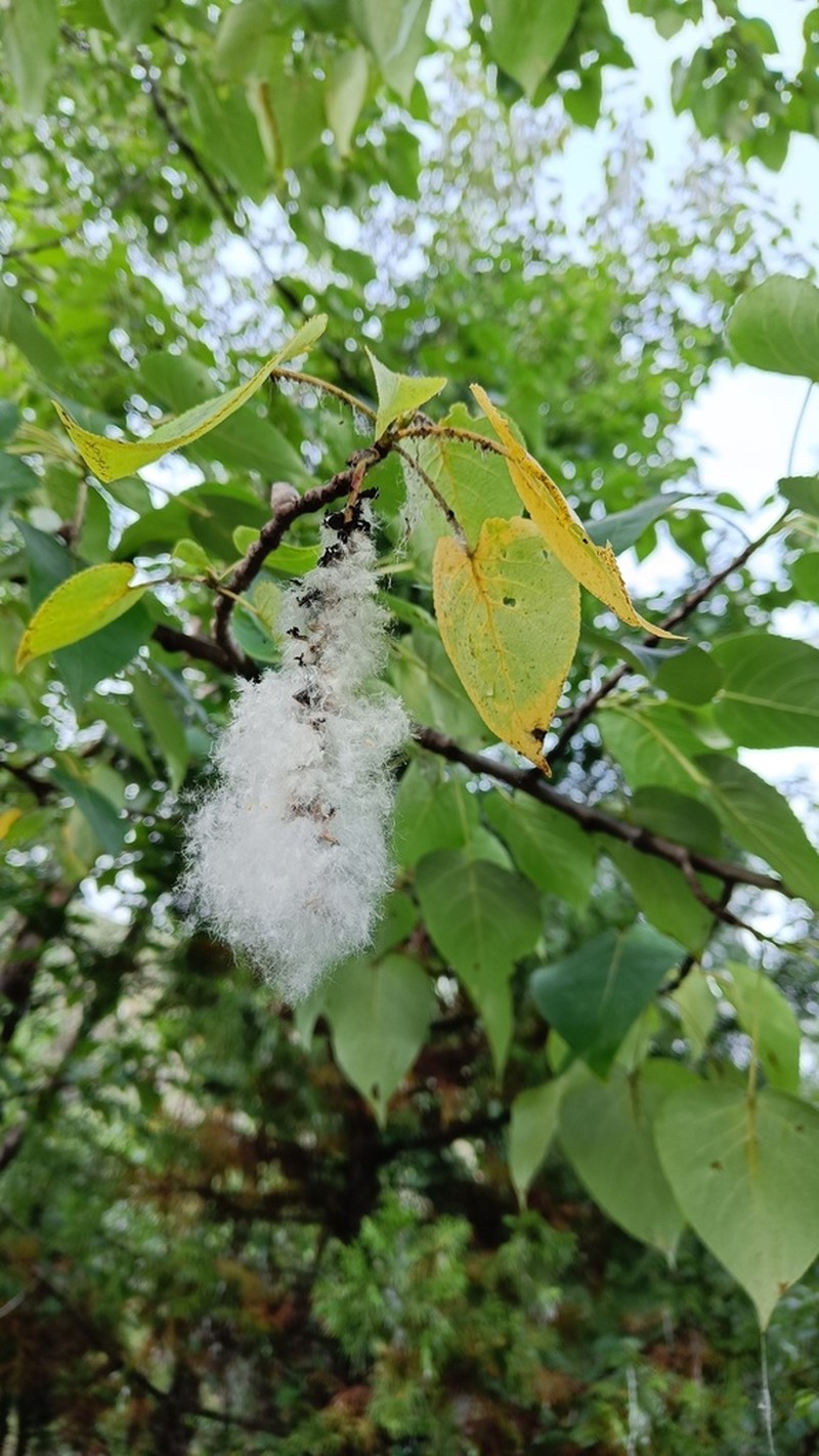 Populus ciliata photo 8